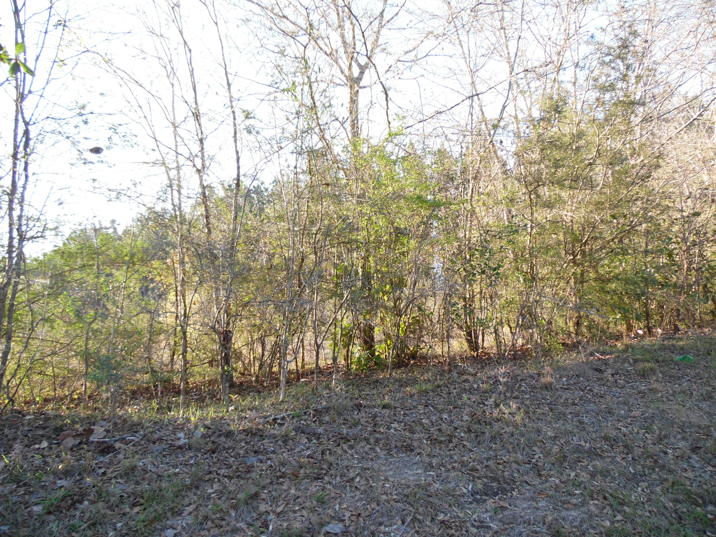 11.39-acre Williams Road DeFuniak Springs, FL 32433 - Photo 6 of 10 a view of open space with large trees
