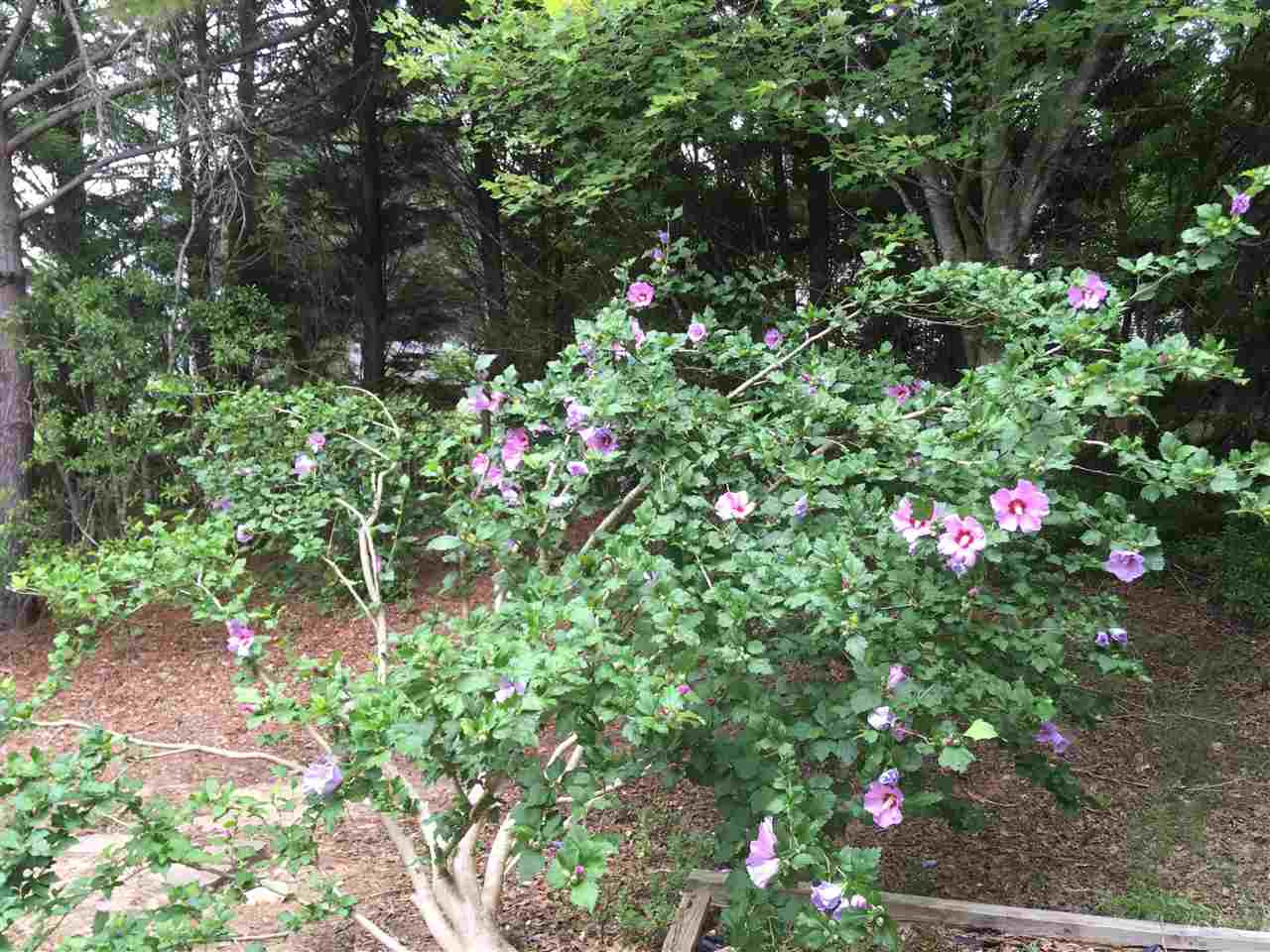 1326 Red Twig Road Apex, NC 27502 - Photo 23 of 25 Perrenials