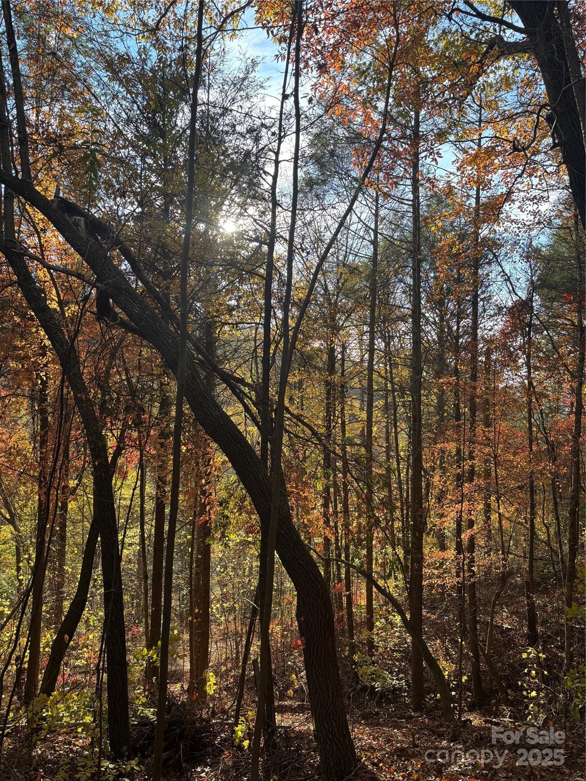 0 Cook Cove Road, Unit 2 Weaverville, NC 28787 - Photo 34 of 38 a view of trees with sitting space