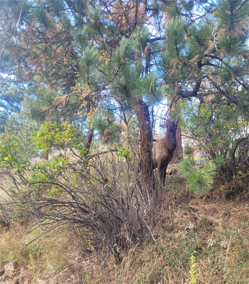 5162 South Rd A Evergreen, CO 80439 - Photo 19 of 26 a backyard of a house with lots of green space