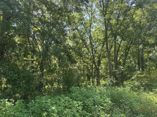 a view of a lush green forest