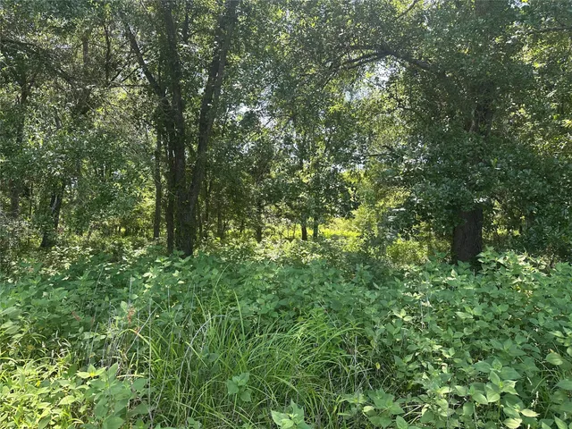 a view of a lush green forest