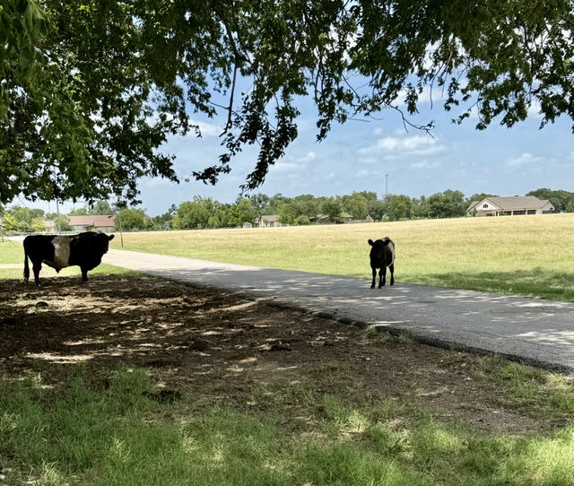 13 Oak View Round Rock, TX 78664 - Photo 26 of 30 Sprawling pastures and a paved driveway offer tranquil country living with easy access.