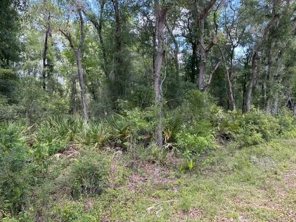a view of a lush green forest