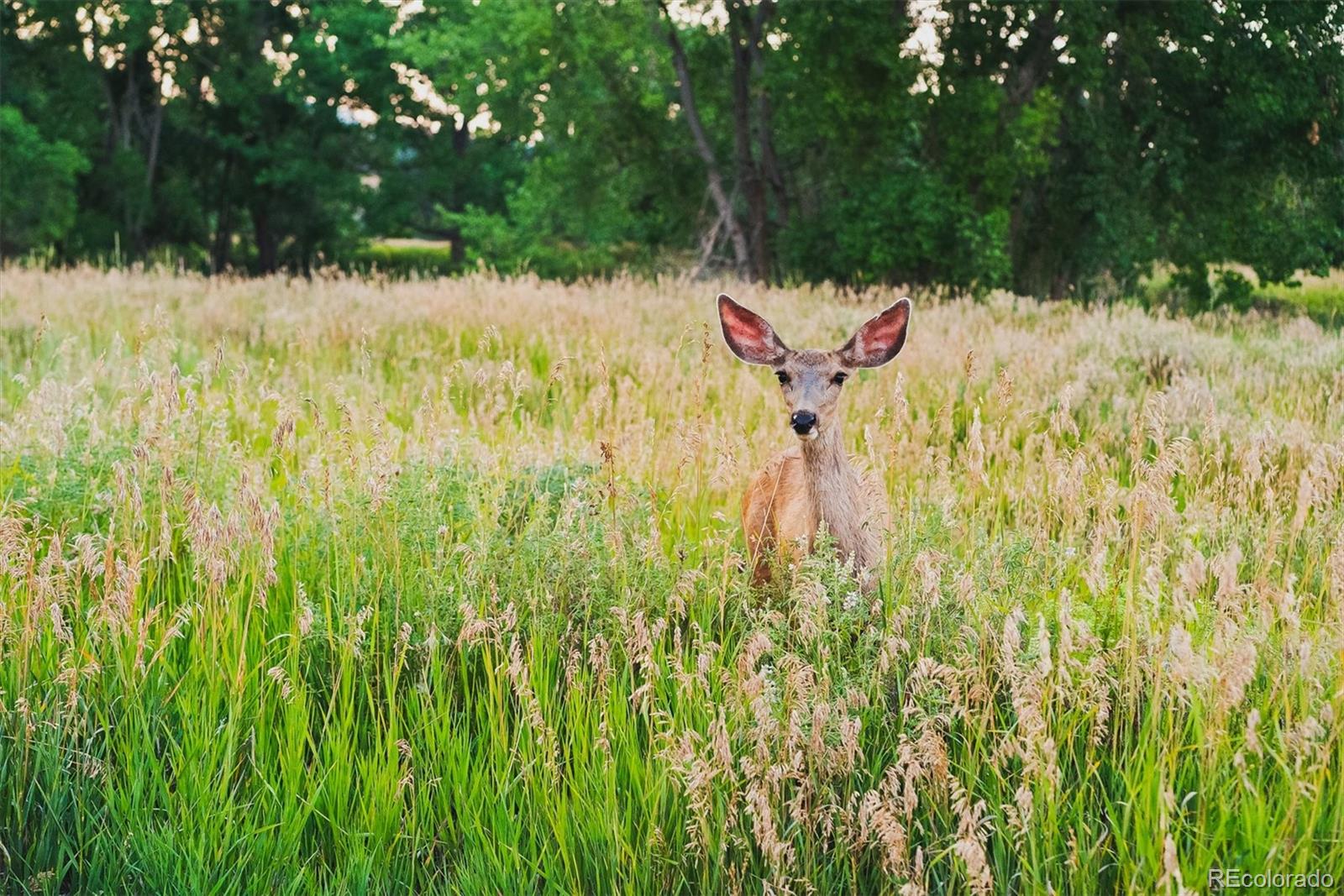 4 Mule Deer Trail Littleton, CO 80127 - Photo 37 of 40 a view of swimming pool from a yard