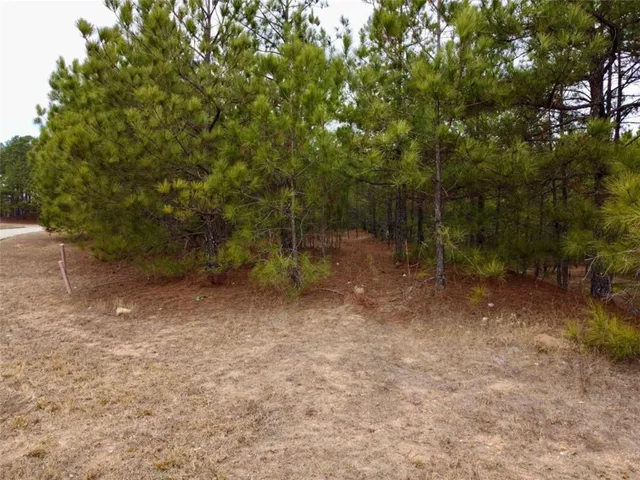 a view of a forest with trees in the background