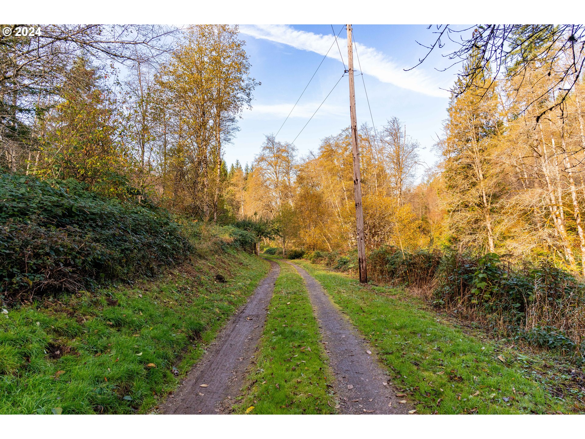 0 Lentz Road Rainier, OR 97048 - Photo 3 of 17 a view of a yard with plants and large trees