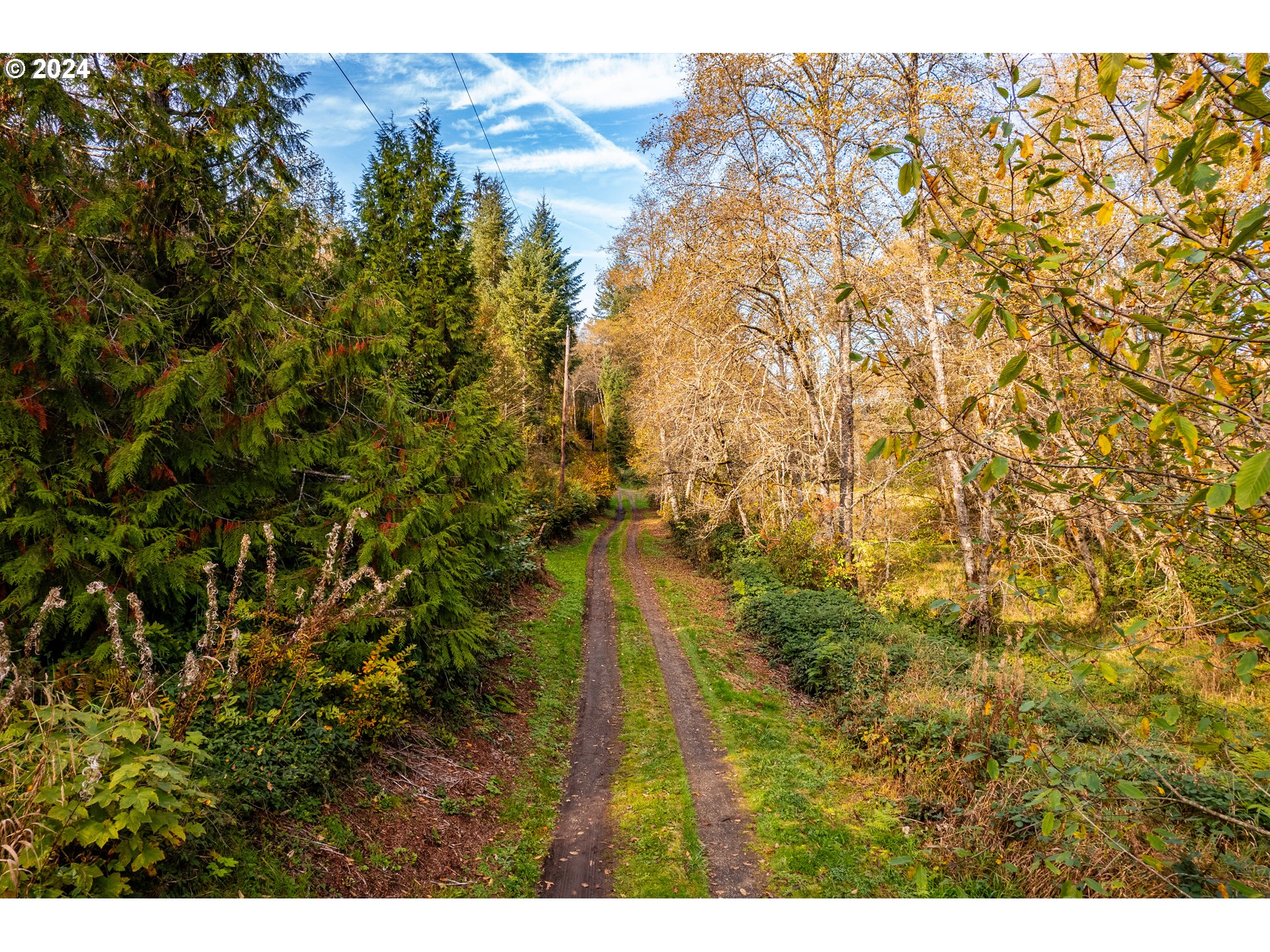 0 Lentz Road Rainier, OR 97048 - Photo 4 of 17 a view of a bunch of trees