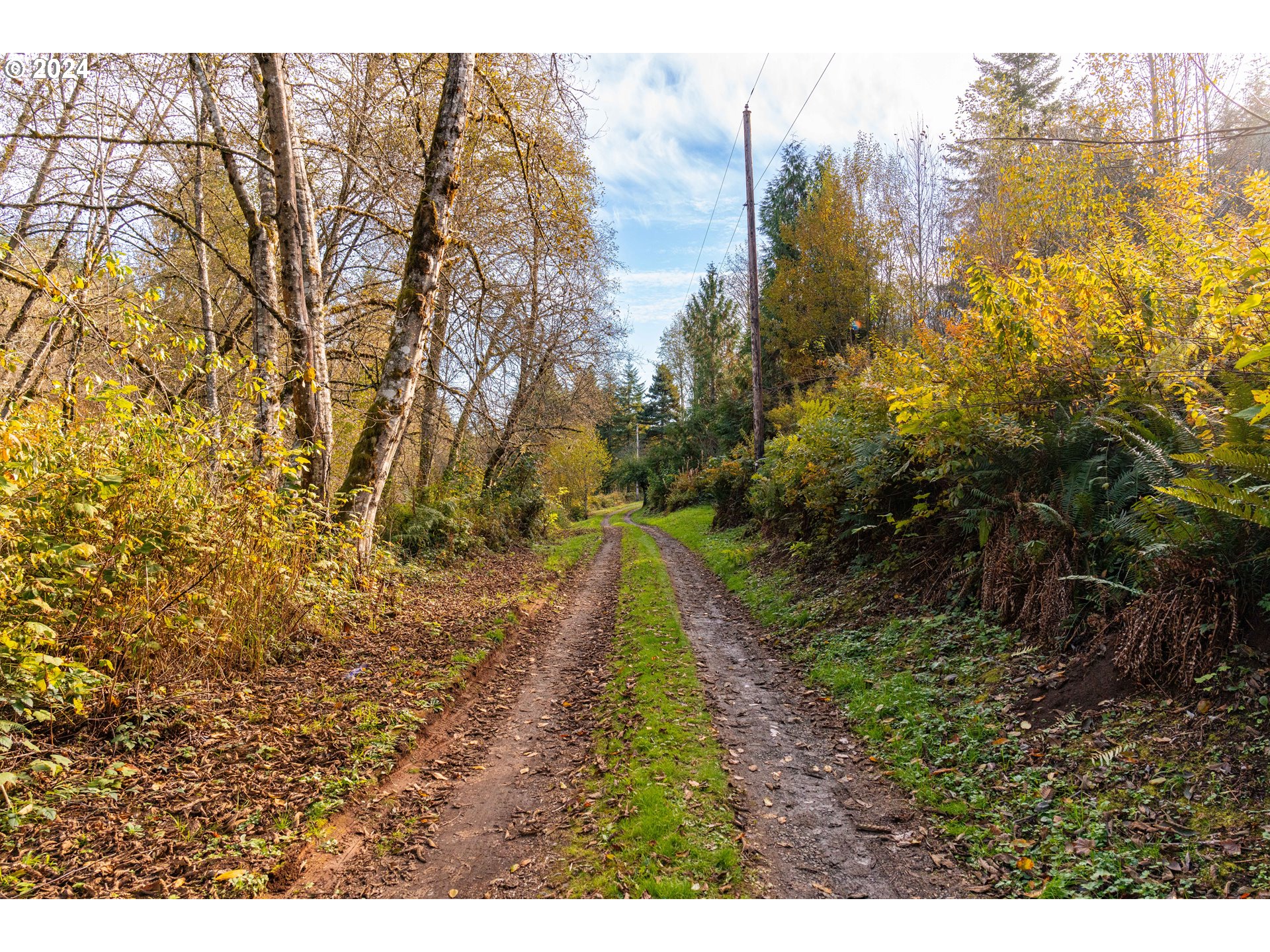 0 Lentz Road Rainier, OR 97048 - Photo 6 of 17 a view of a yard with large trees