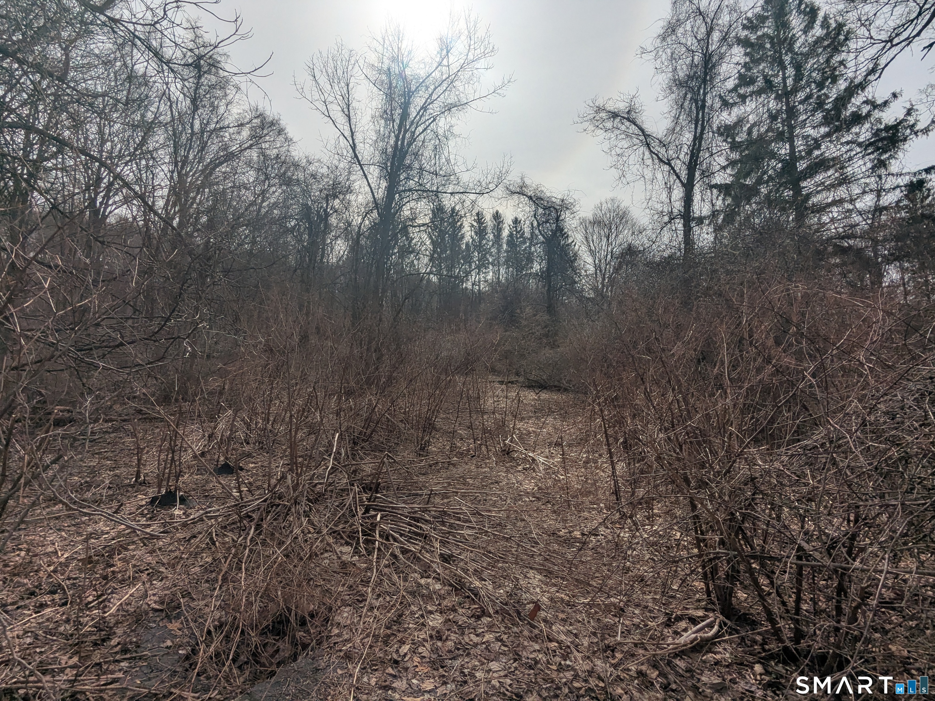 508 East Mountain Road Waterbury, CT 06706 - Photo 1 of 5 a view of a yard in a forest