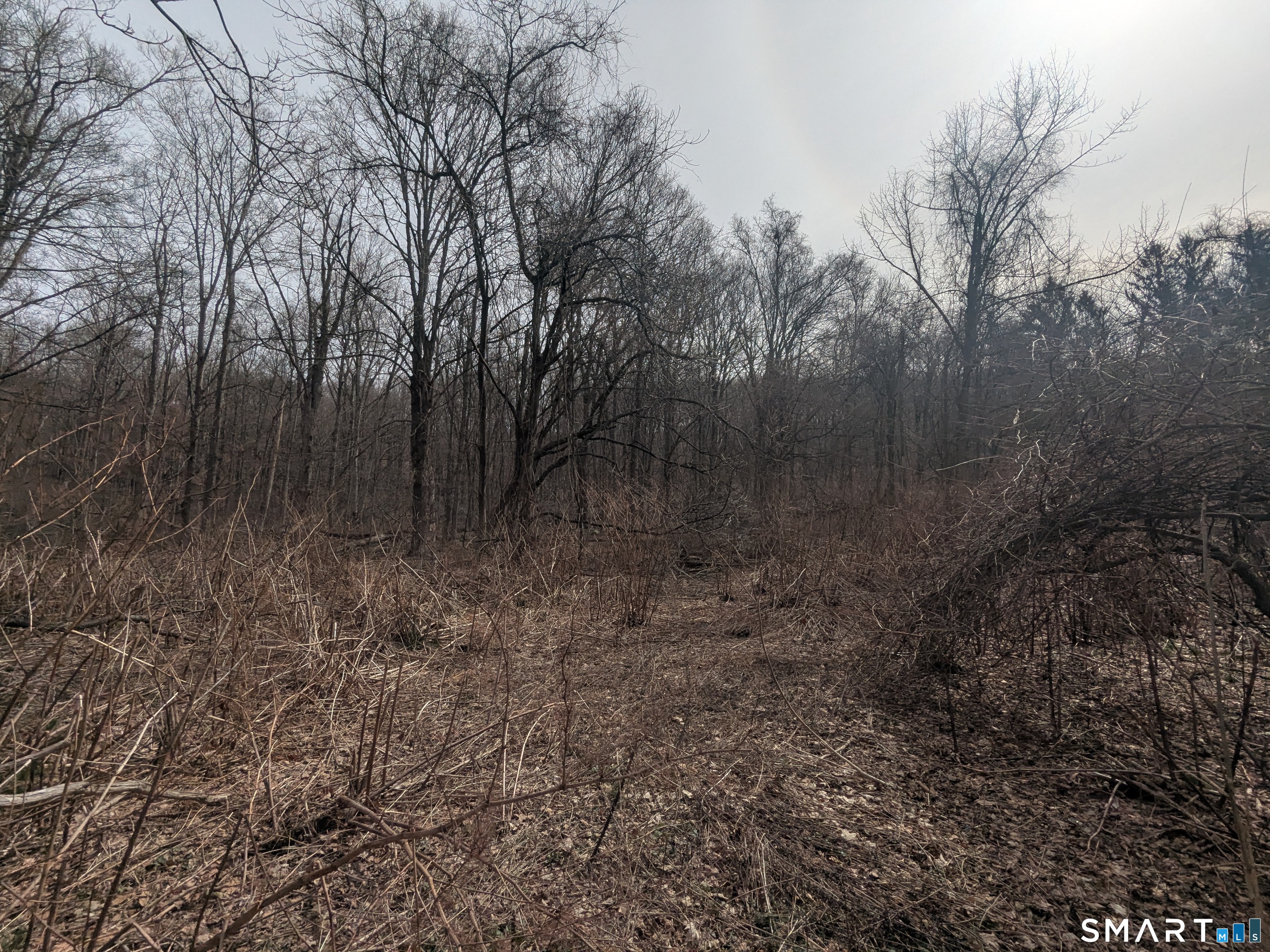 508 East Mountain Road Waterbury, CT 06706 - Photo 3 of 5 a view of a forest with trees in the background