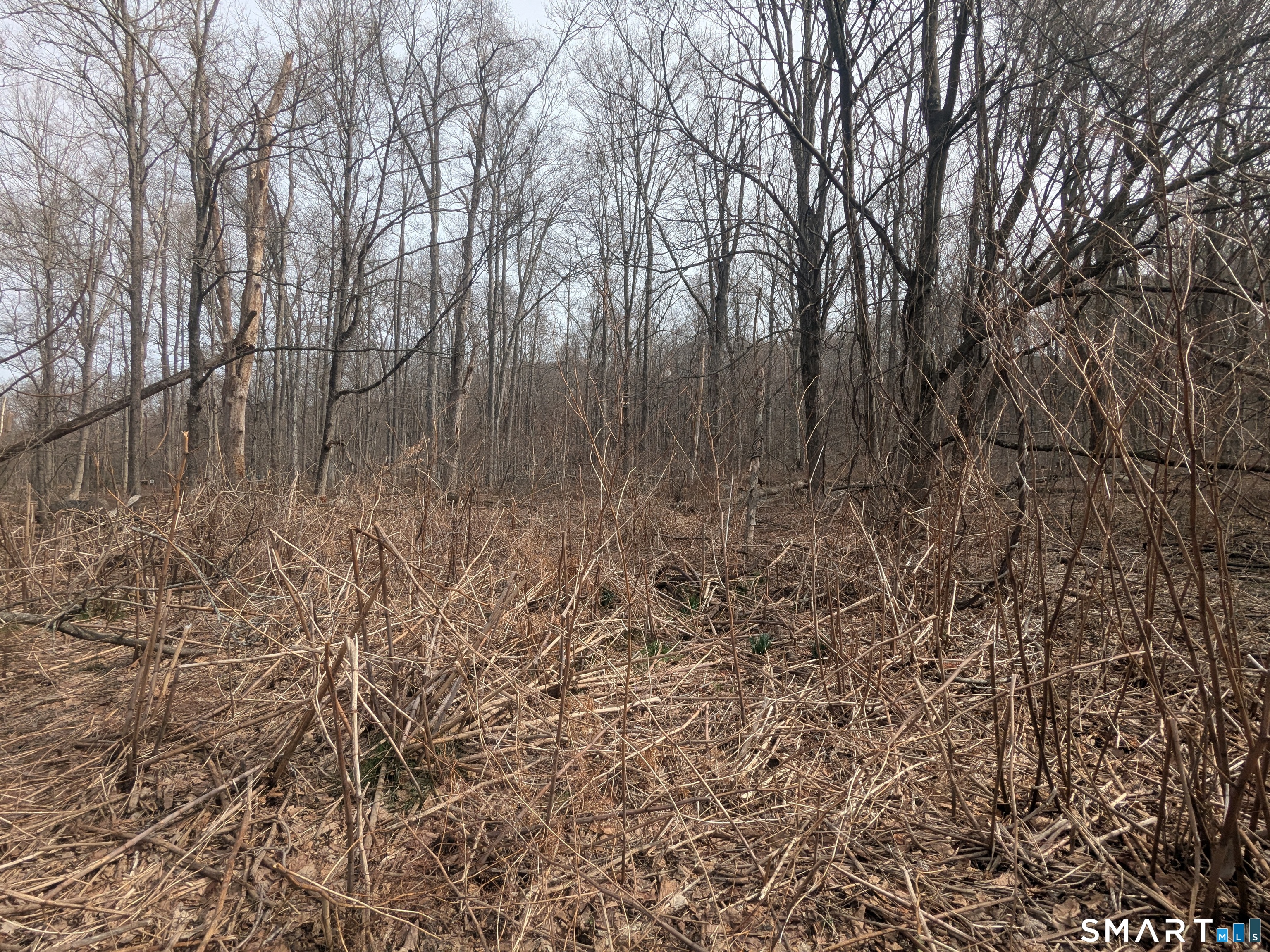 508 East Mountain Road Waterbury, CT 06706 - Photo 5 of 5 a view of forest