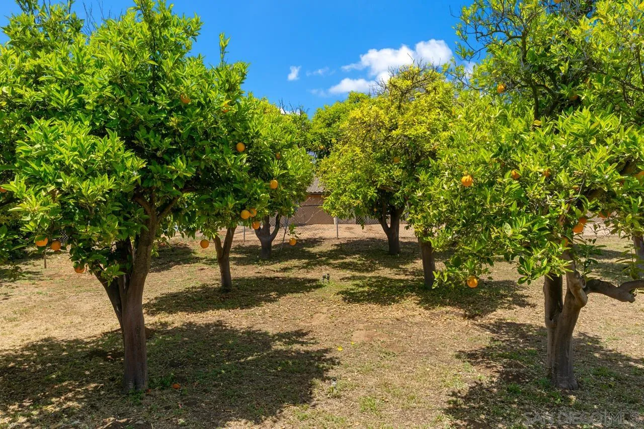 31478 Valley Center Road Valley Center, CA 92082 - Photo 65 of 66 a view of a tree in a yard
