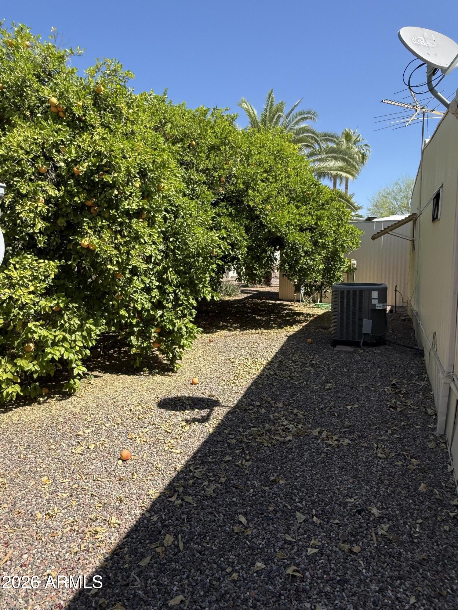 9501 East Broadway Road, Unit 164 Mesa, AZ 85208 - Photo 24 of 27 a view of a backyard with large trees