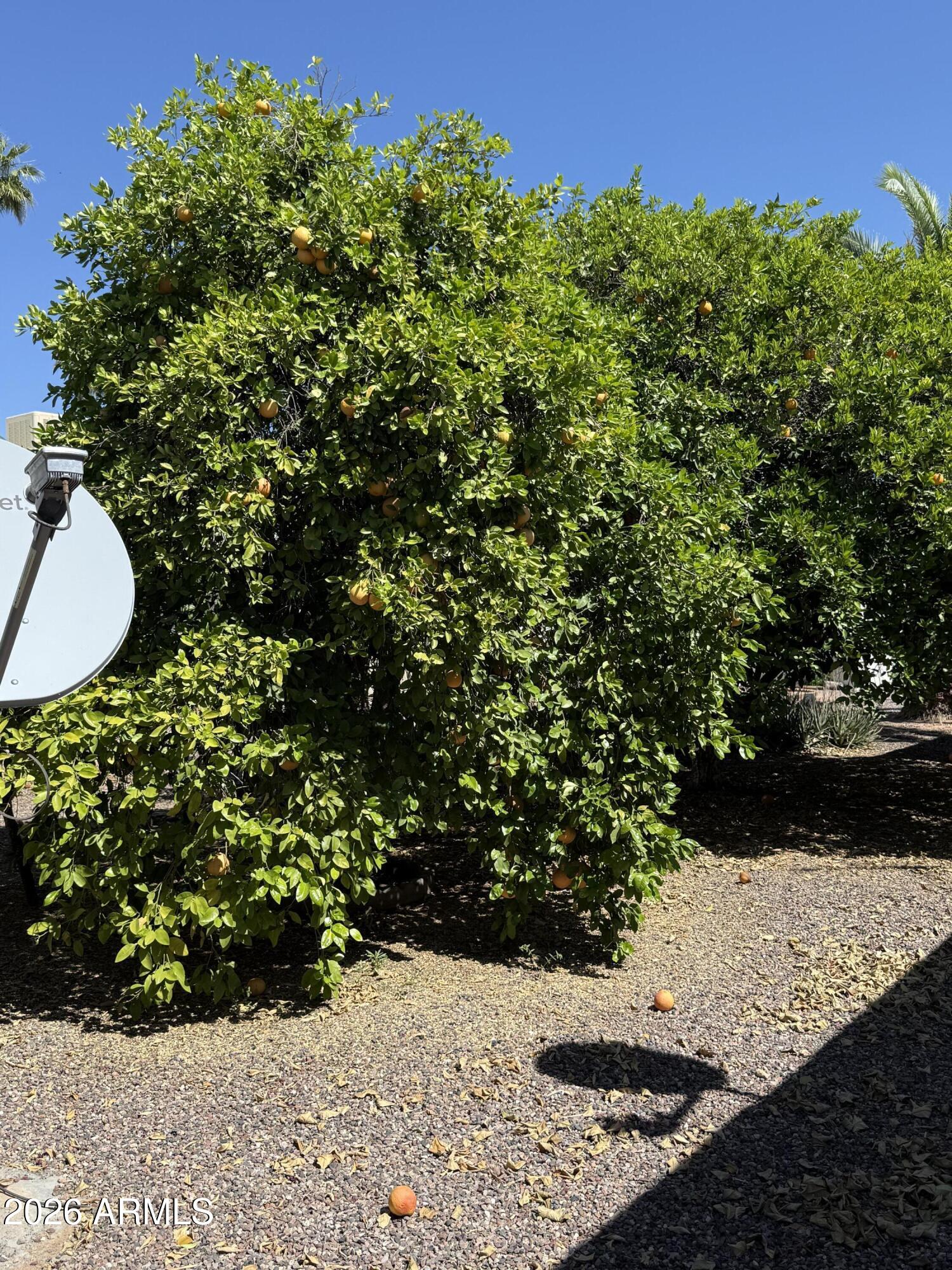 9501 East Broadway Road, Unit 164 Mesa, AZ 85208 - Photo 25 of 27 a view of a garden with plants