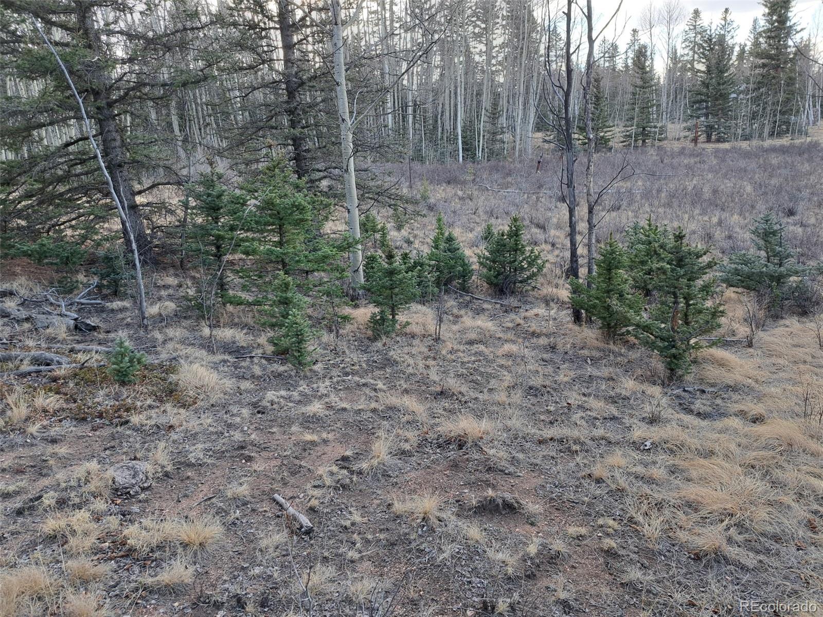 1059 Piute Way Como, CO 80432 - Photo 19 of 32 a view of a forest with trees in the background