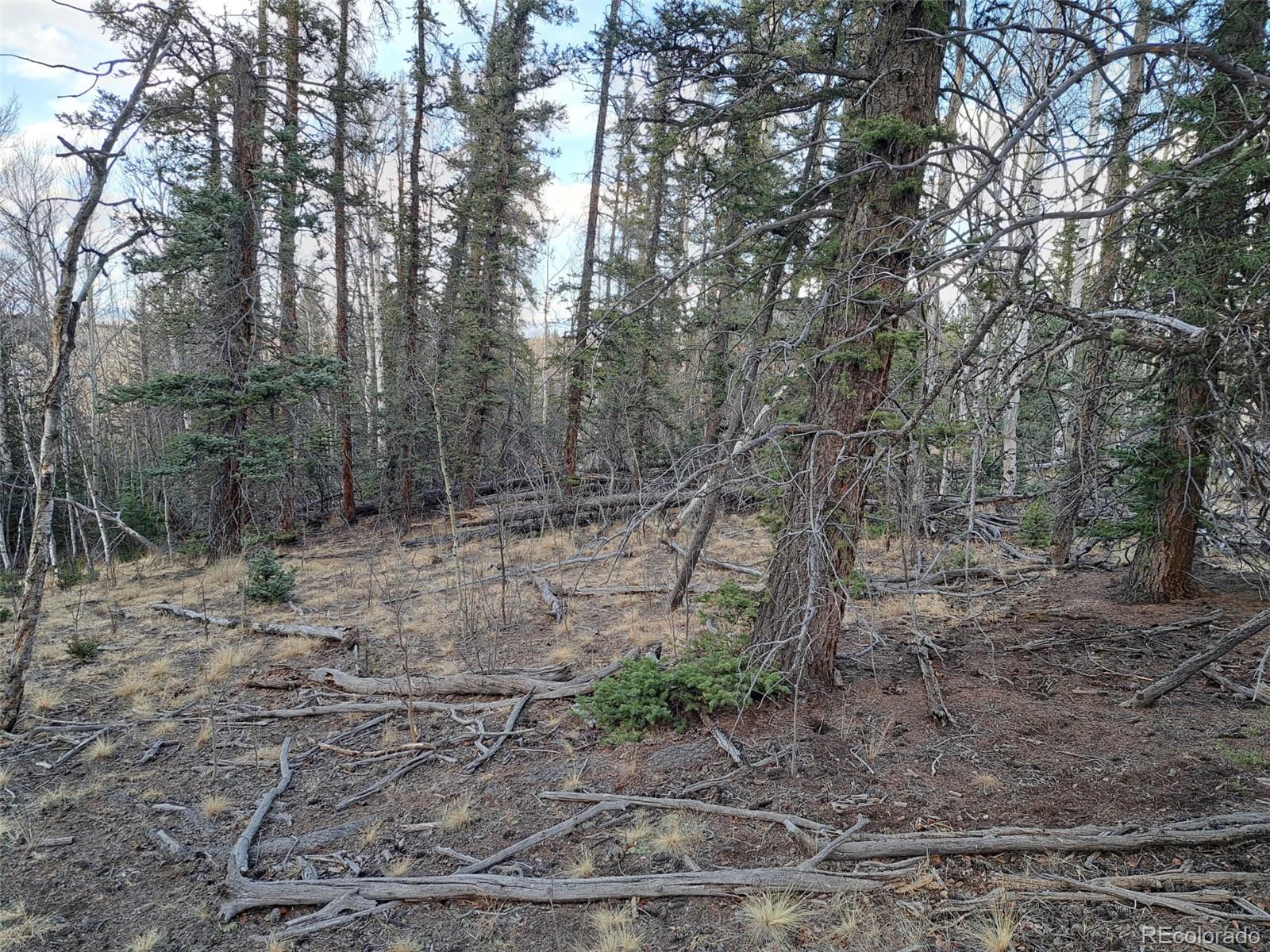 1059 Piute Way Como, CO 80432 - Photo 20 of 32 a view of a forest with trees in the background