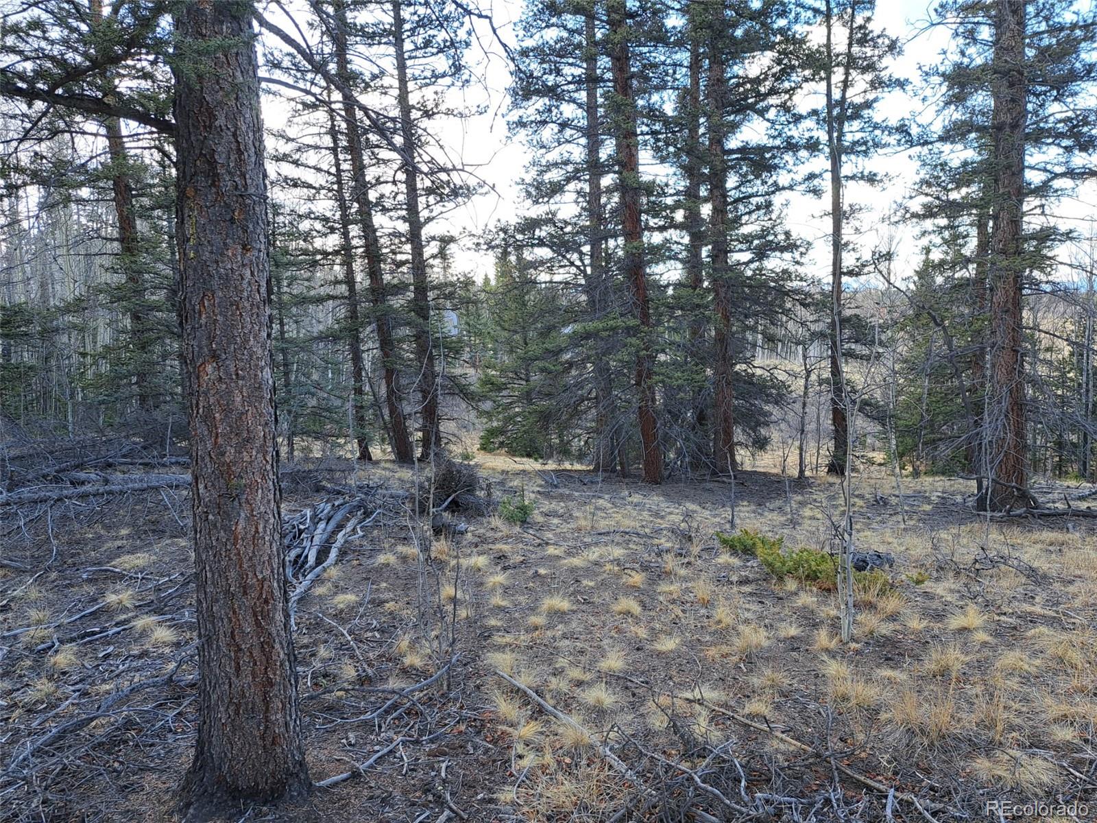 1059 Piute Way Como, CO 80432 - Photo 23 of 32 a view of a forest filled with trees