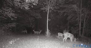 14430 Overlook Ridge Lane Beaverdam, VA 23015 - Photo 63 of 71 Wildlife capture on game camera