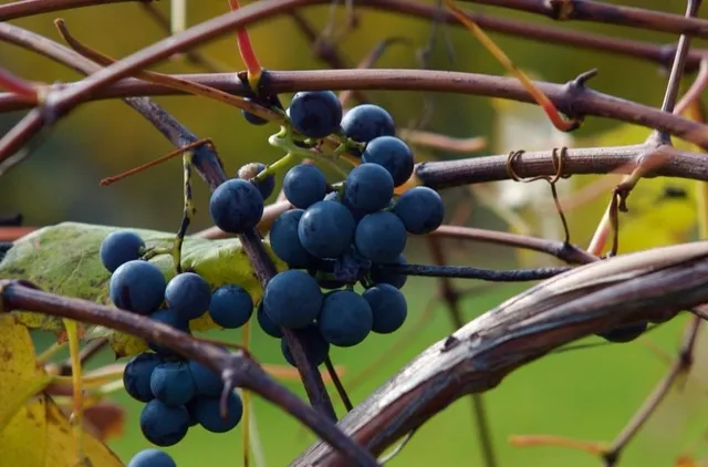 $199,900 | 15 Brigham Hall, Canandaigua, NY 14424