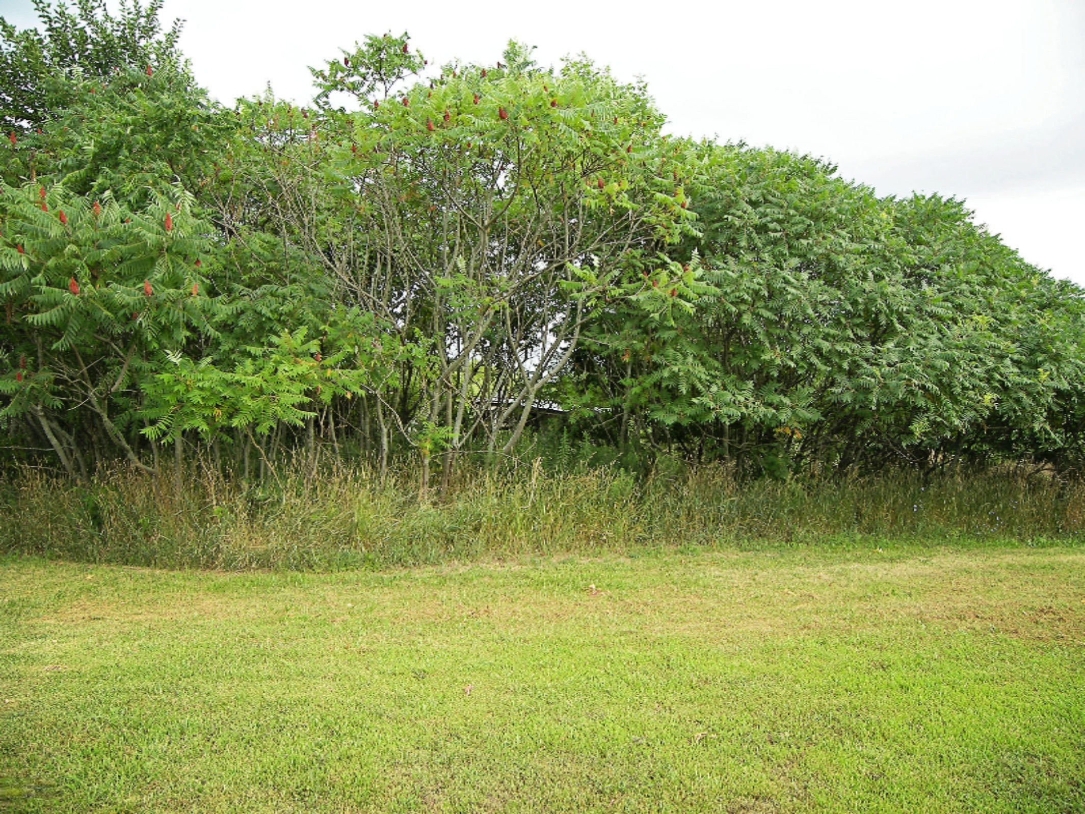 0 West Olive Branch Road Three Oaks, MI 49113 - Photo 5 of 9 100_5000