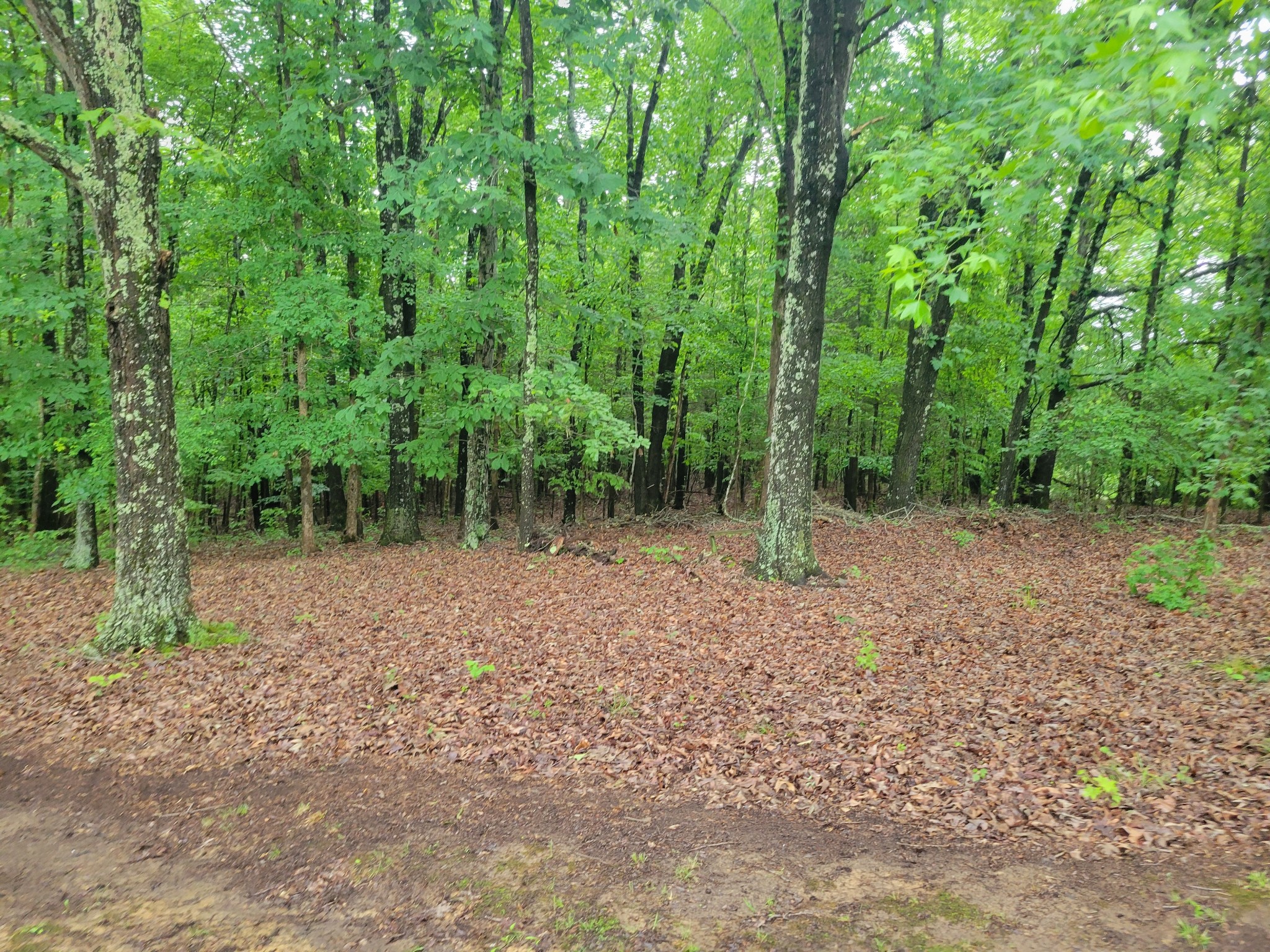 4120 Copper Spring Road Springville, TN 38256 - Photo 16 of 20 a backyard of a house with lots of green space