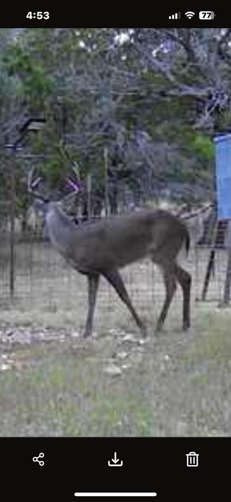 180 Bee Hive Road Hunt, TX 78024 - Photo 17 of 60 a view of a yard