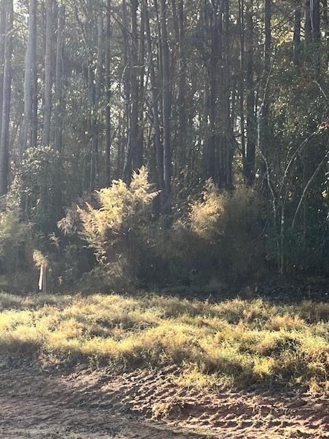 157 Rustic Ranch Drive New Waverly, TX 77358 - Photo 7 of 15 a view of a yard
