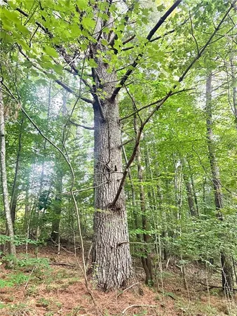 $37,000 | 3.9-ac Pell Road, Westfield, NC 27053