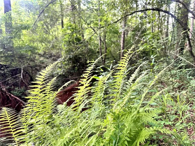 $37,000 | 3.9-ac Pell Road, Westfield, NC 27053