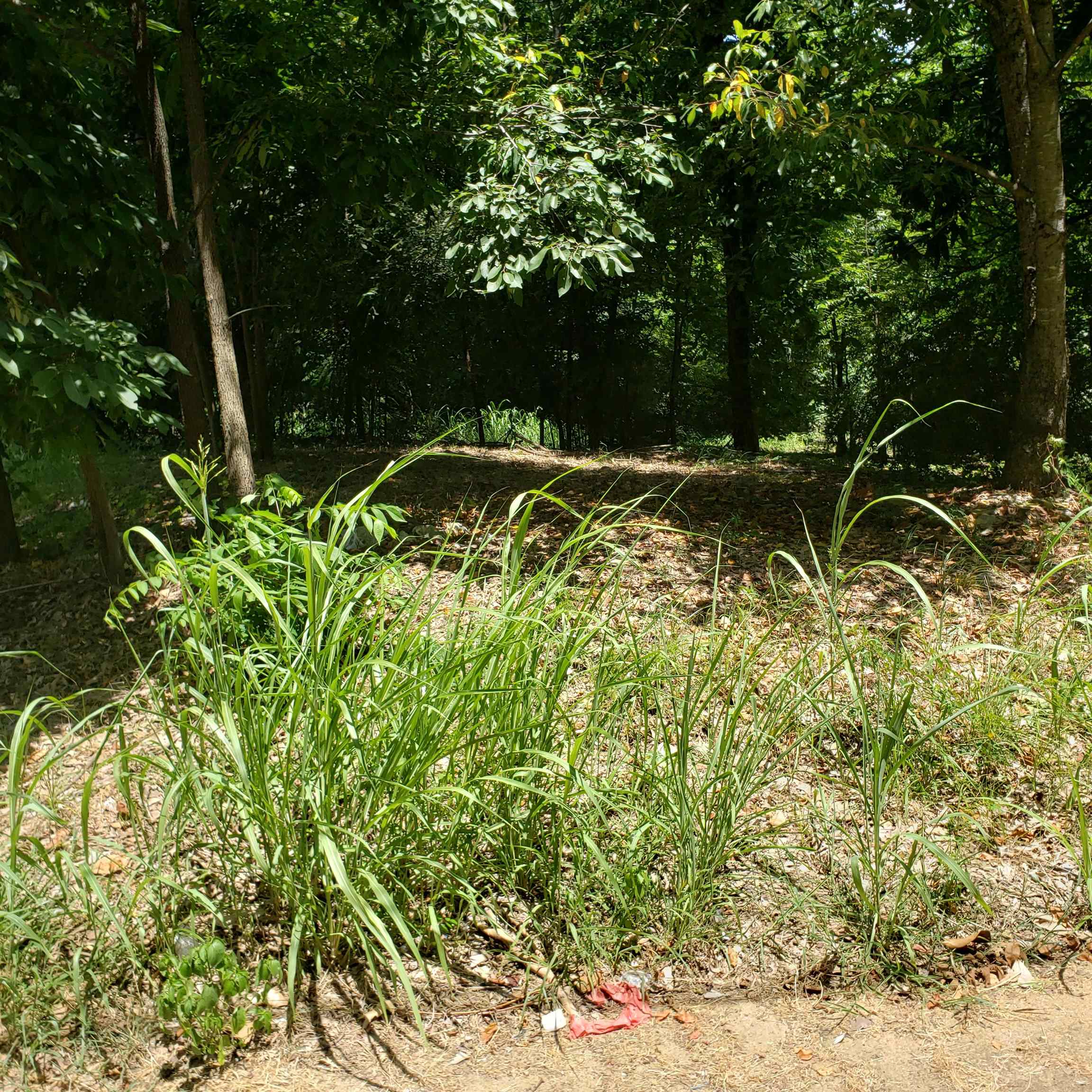 386 Dixie Road Memphis, TN 38109 - Photo 4 of 5 a view of yard with green space