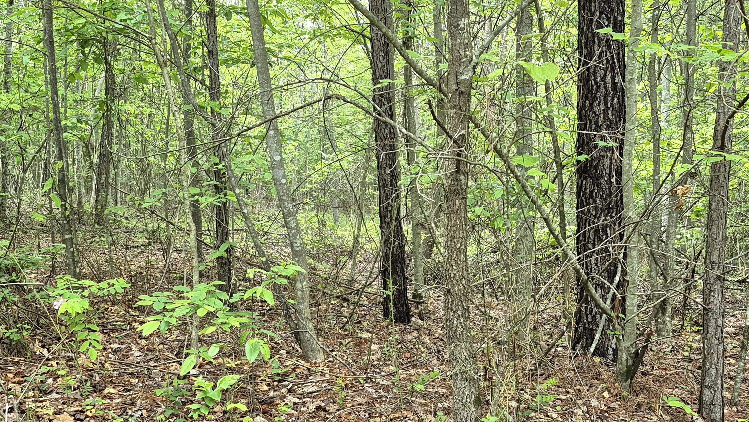 6070 Raulston Falls Drive, Unit LOT 97 Jasper, TN 37347 - Photo 9 of 28 JH-97