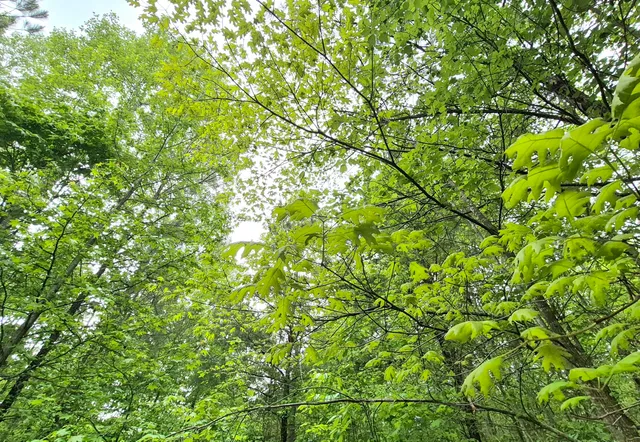 $180,000 | 6070 Raulston Falls Drive, Unit LOT 97, Jasper, TN 37347