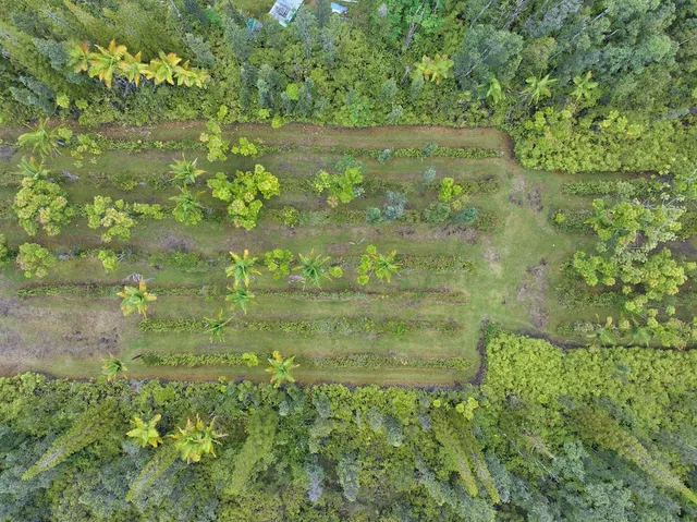 $250,000 | 16-1635 Io Kea Rd Mountain View, Mountain View, HI 96771