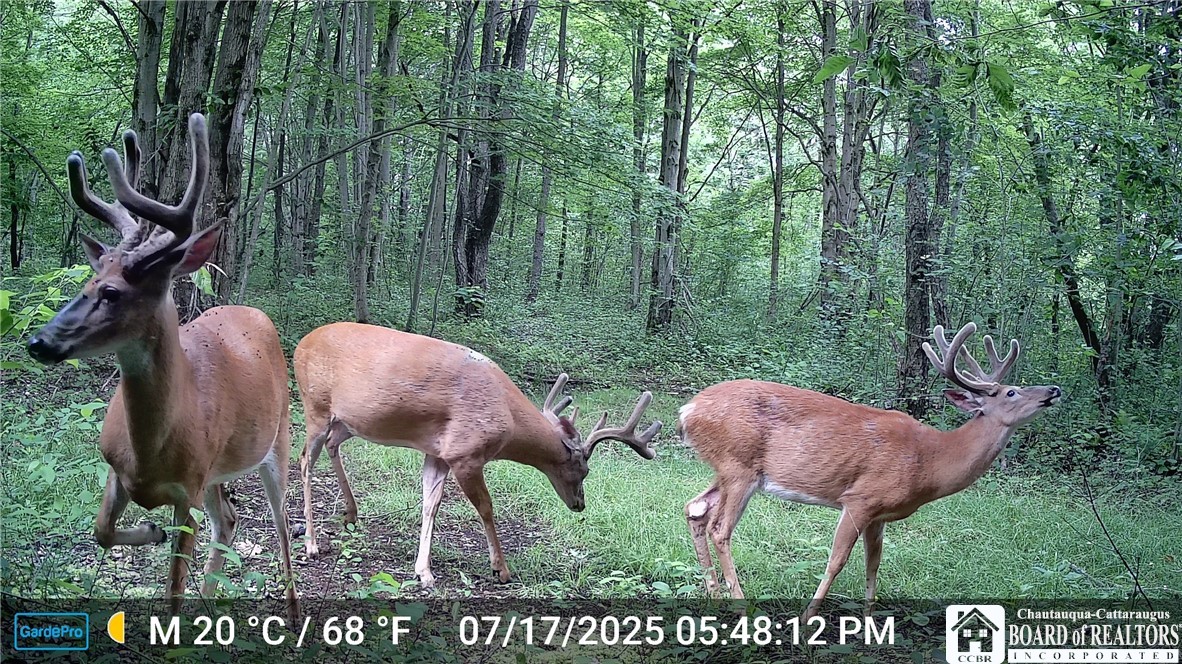 7120 Parker Road Chautauqua, NY 14757 - Photo 6 of 29 NOW THAT'S SOME BUCKS!