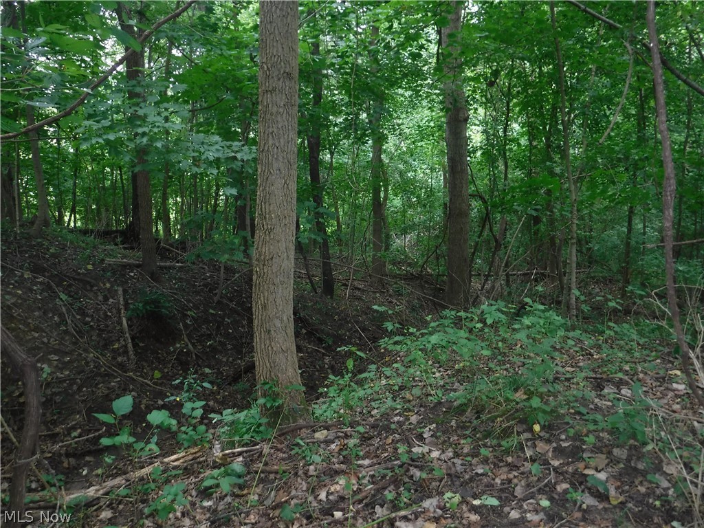 River Road North Dresden, OH 43821 - Photo 1 of 32 Typical terrain from walking east to west through the middle of the property.
