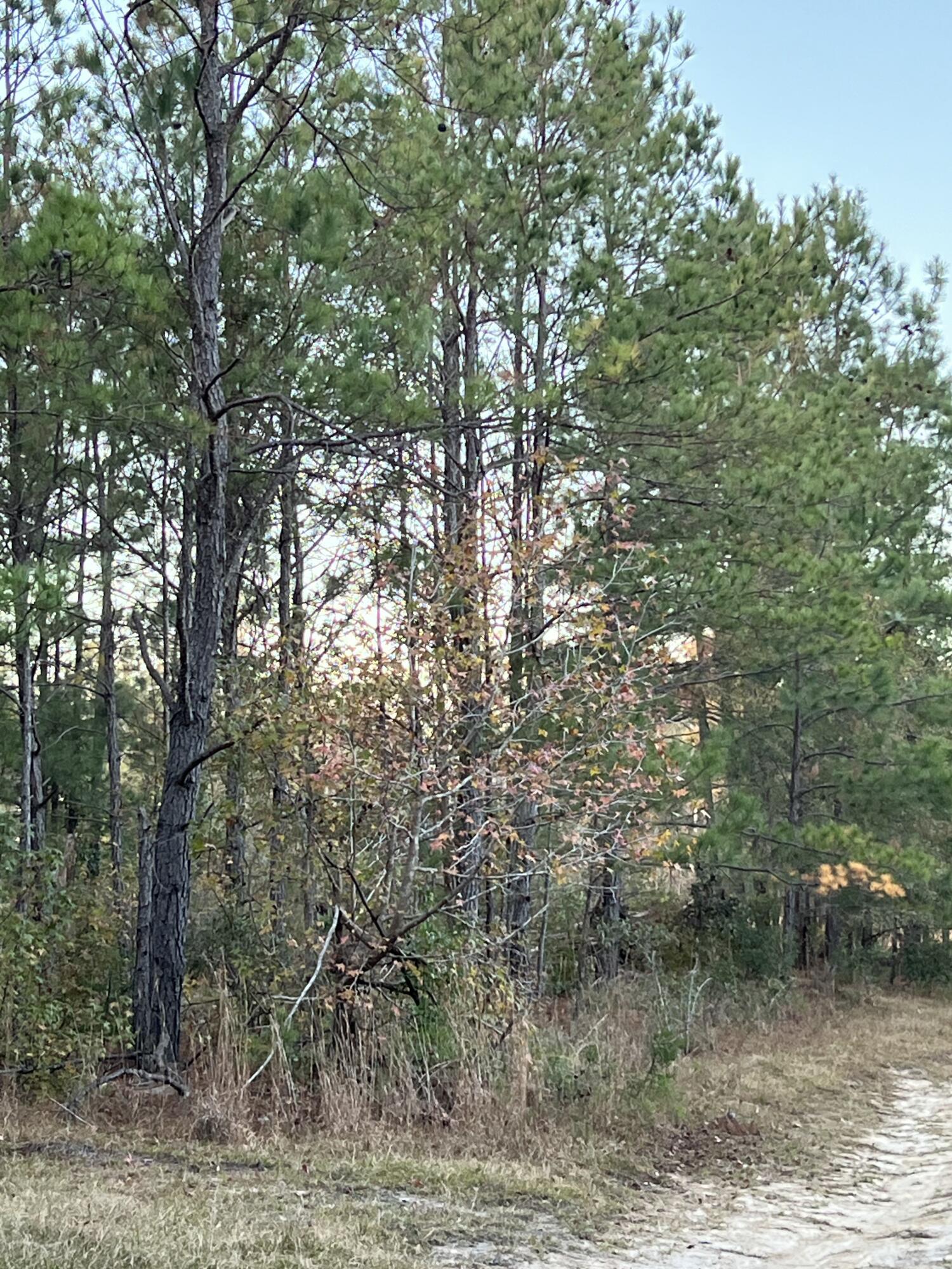 0 Smoak Road Walterboro, SC 29488 - Photo 9 of 12 IMG_4105
