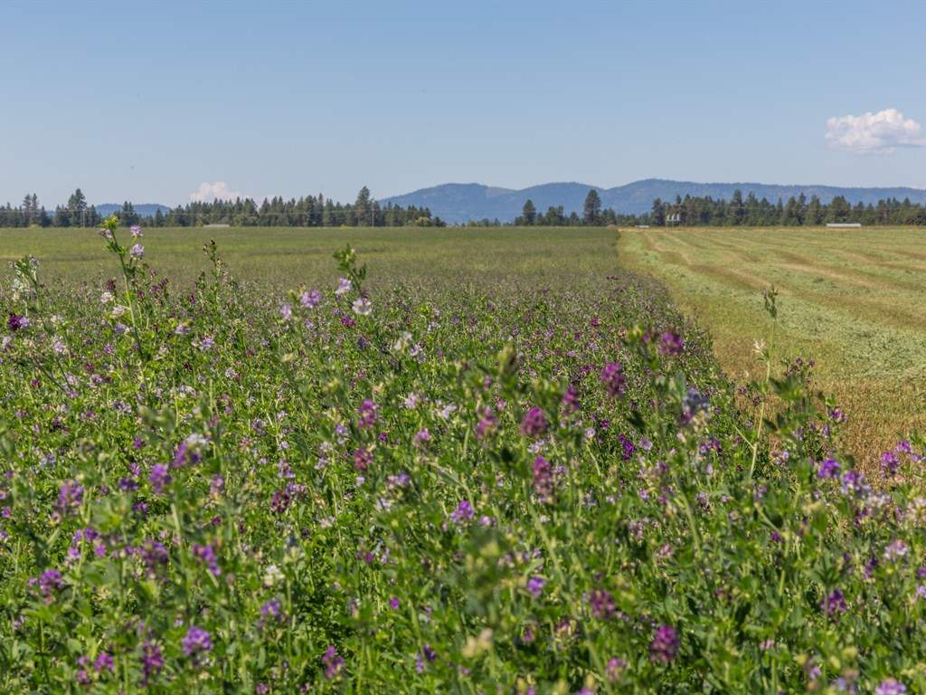32209 North Division Road Deer Park, WA 99006 - Photo 8 of 8 Gallery Image 8