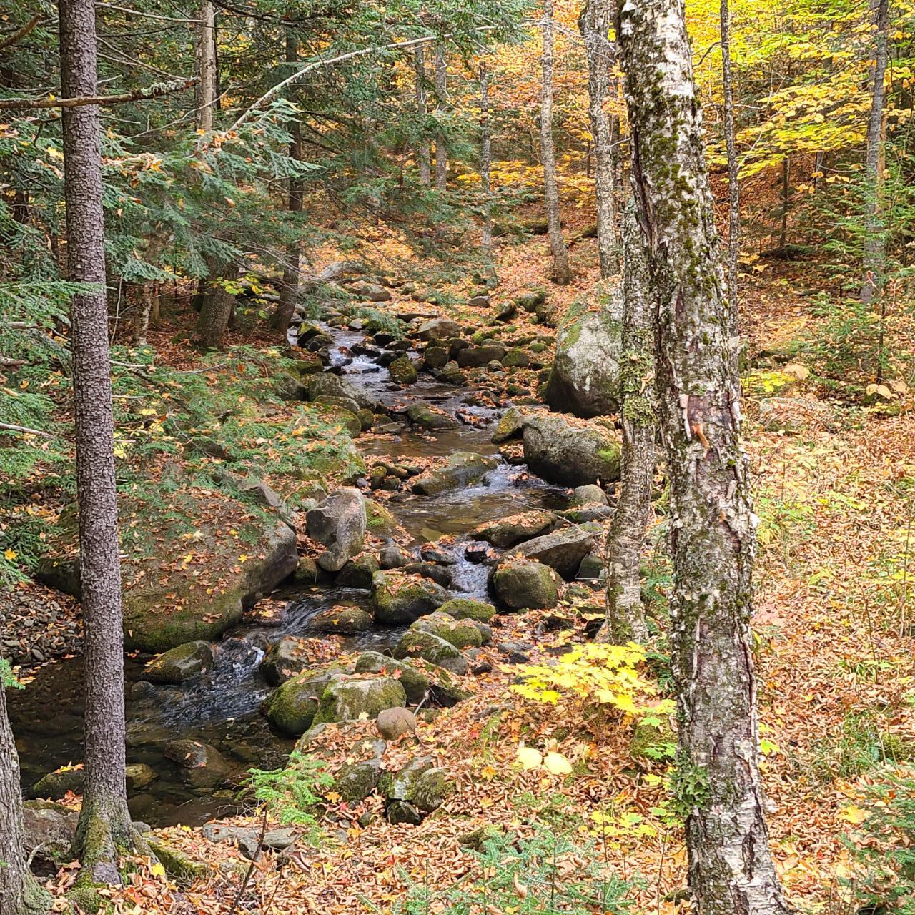Tbd Dicky Mills Road Avon, ME 04966 - Photo 16 of 16 20211015_101458