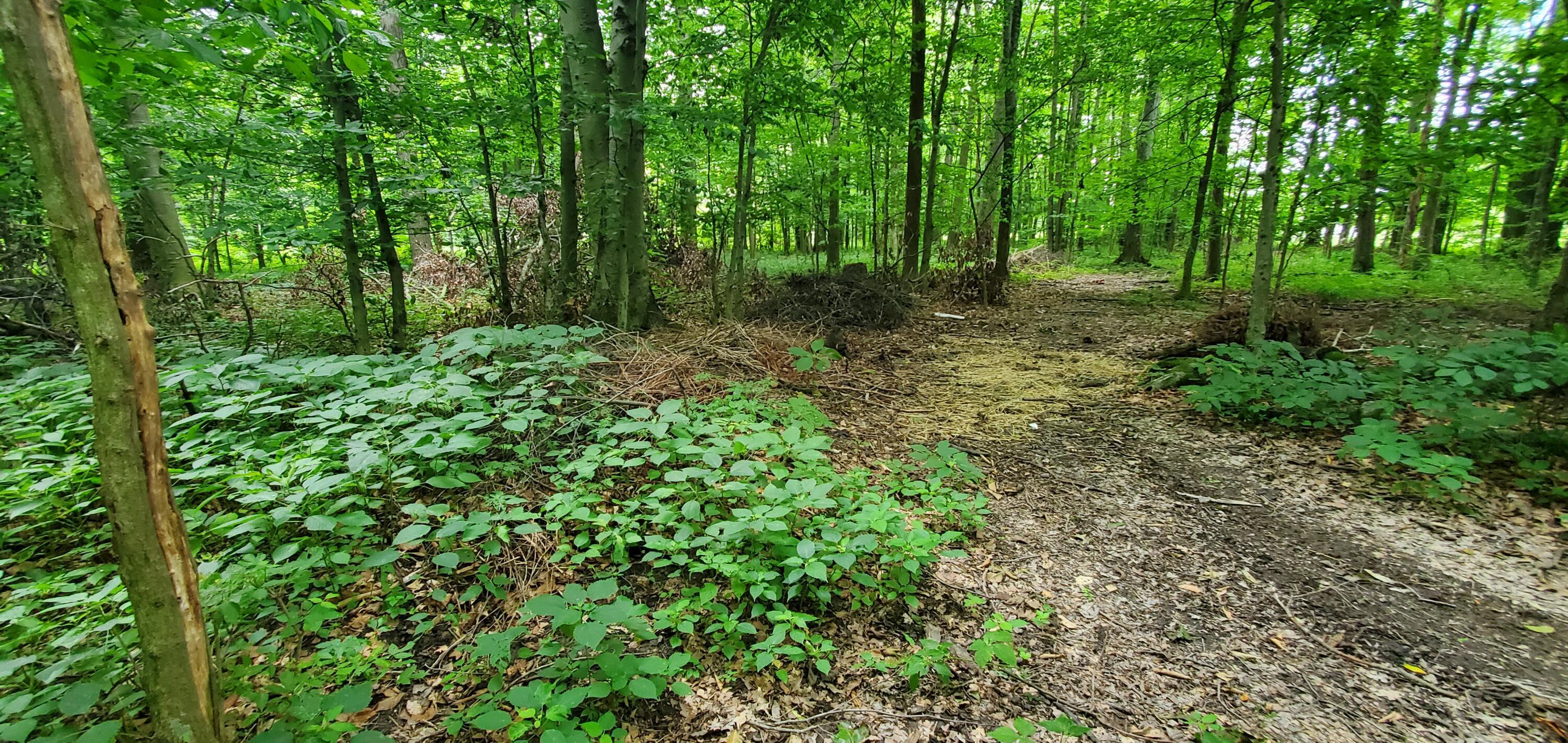 6690 Mccurdy Road Delaware, OH 43015 - Photo 56 of 61 Camp Clearing in Woods