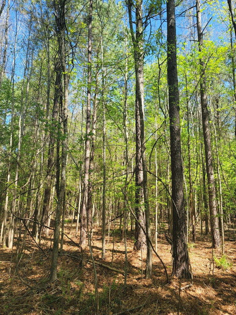 Xx Burris Road Smithdale, MS 39664 - Photo 11 of 26 Photo 11