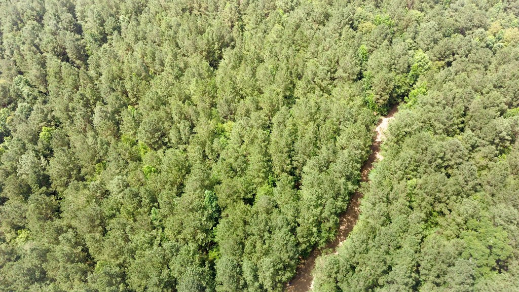 Xx Burris Road Smithdale, MS 39664 - Photo 17 of 26 Photo 17