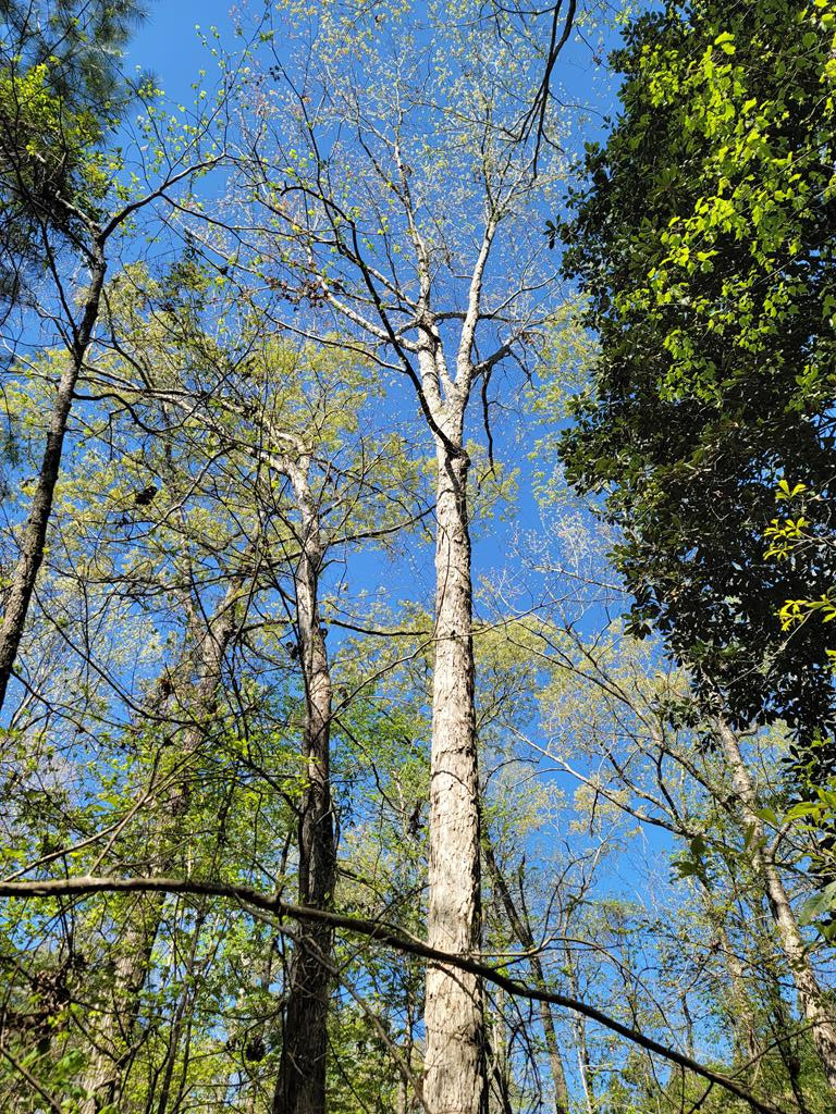 Xx Burris Road Smithdale, MS 39664 - Photo 19 of 26 Photo 19