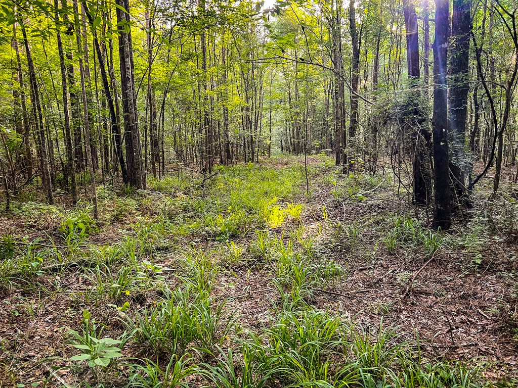 Xx Burris Road Smithdale, MS 39664 - Photo 21 of 26 Photo 21