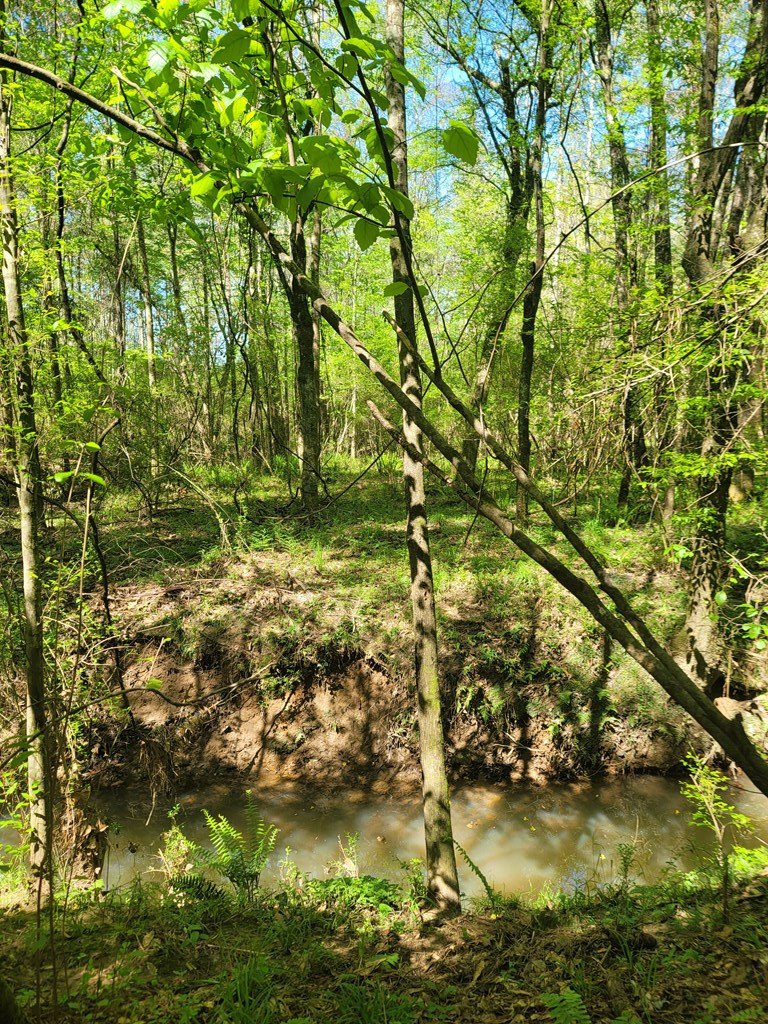Xx Burris Road Smithdale, MS 39664 - Photo 8 of 26 Photo 8