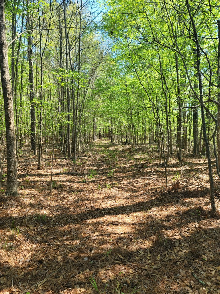 Xx Burris Road Smithdale, MS 39664 - Photo 10 of 26 Photo 10
