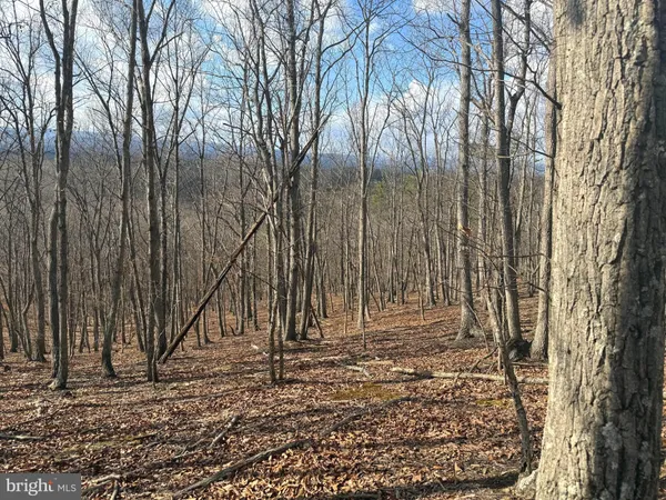 a view of a backyard with large trees