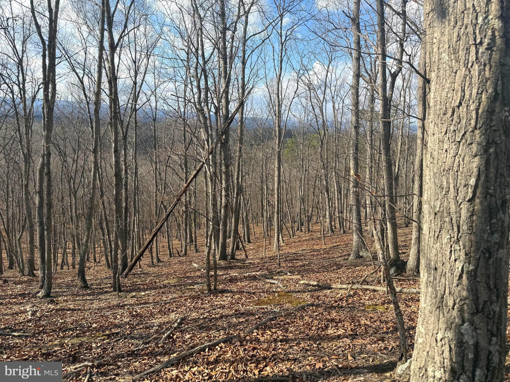 13 A Beam Road Romney, WV 26757 - Photo 11 of 14 a view of a backyard with large trees