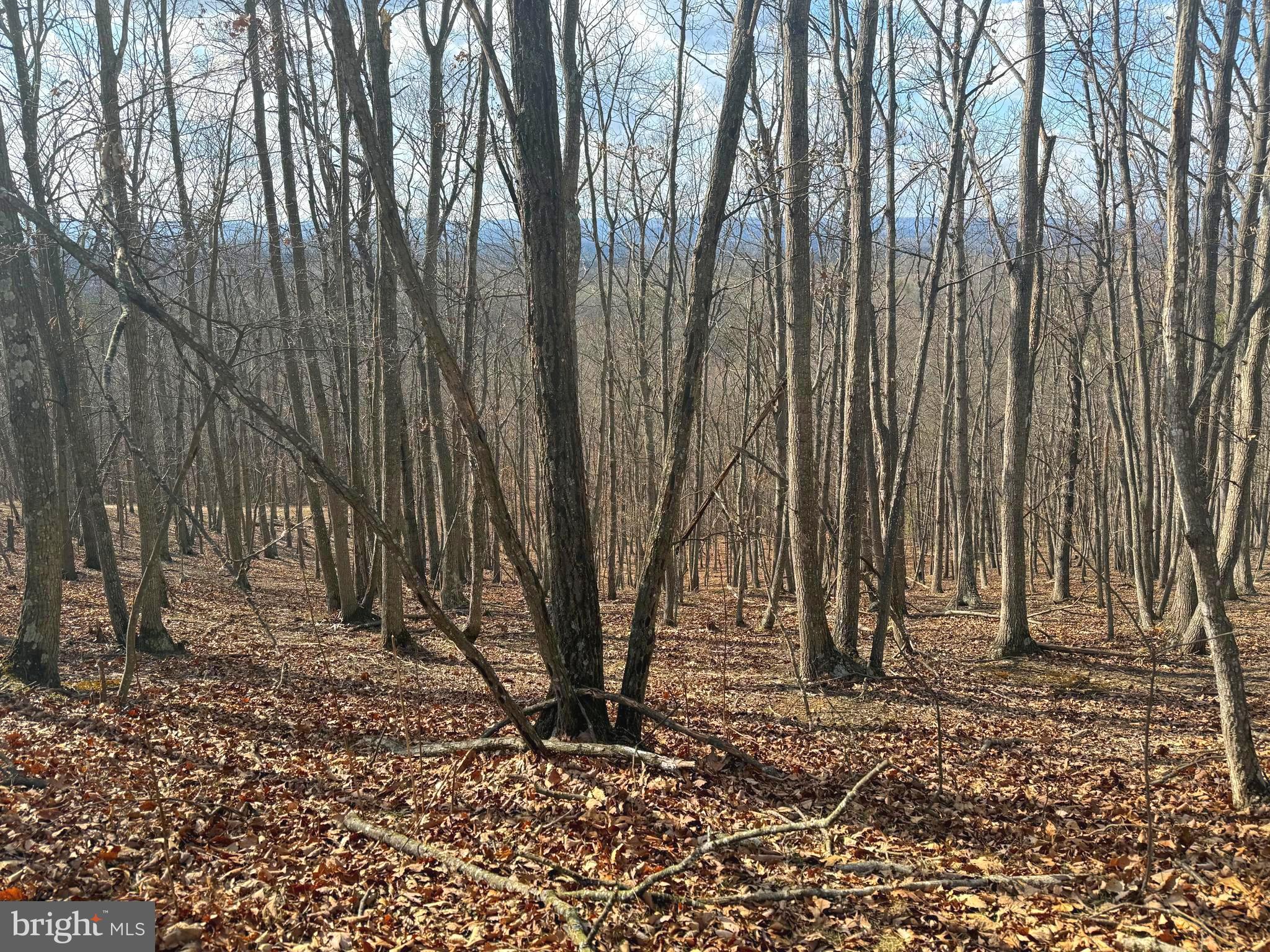 13 A Beam Road Romney, WV 26757 - Photo 5 of 14 a backyard of a house with lots of green space