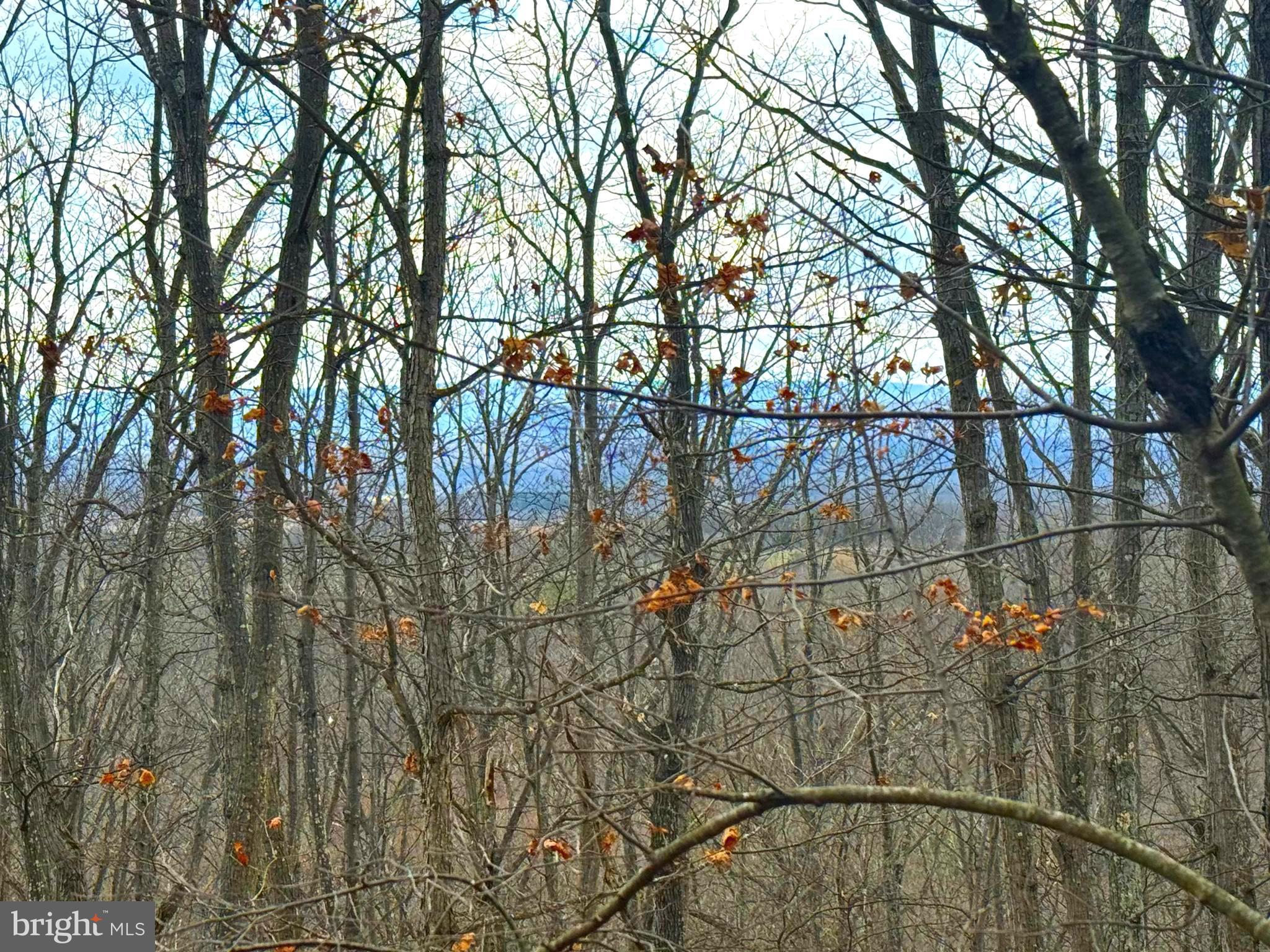 13 A Beam Road Romney, WV 26757 - Photo 7 of 14 a backyard of a house with lots of green space